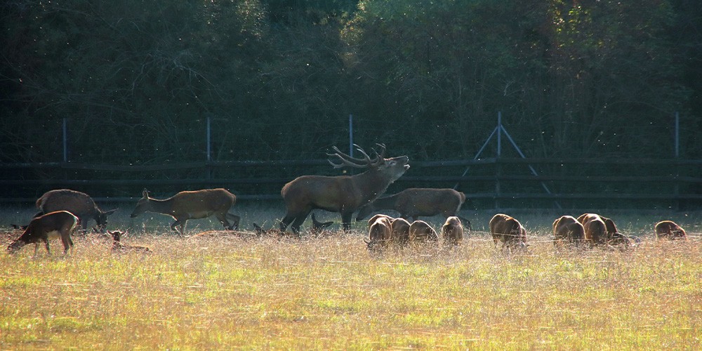 Geführte Kanutour zum Wildpark im Auwald (mit Aufenthalt) - Bild 3