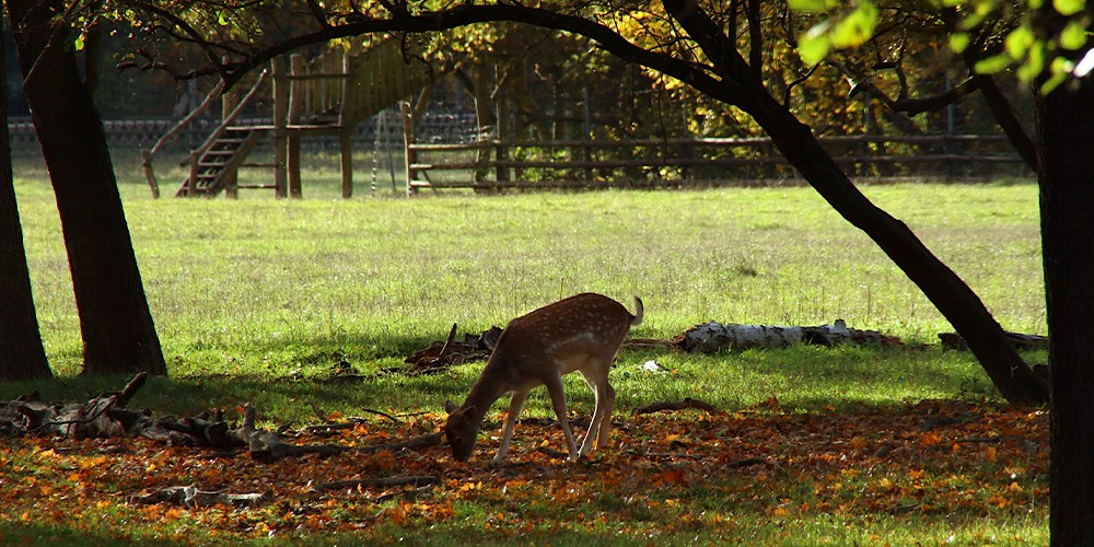 Geführte Kanutour zum Wildpark im Auwald (mit Aufenthalt) - Bild 4